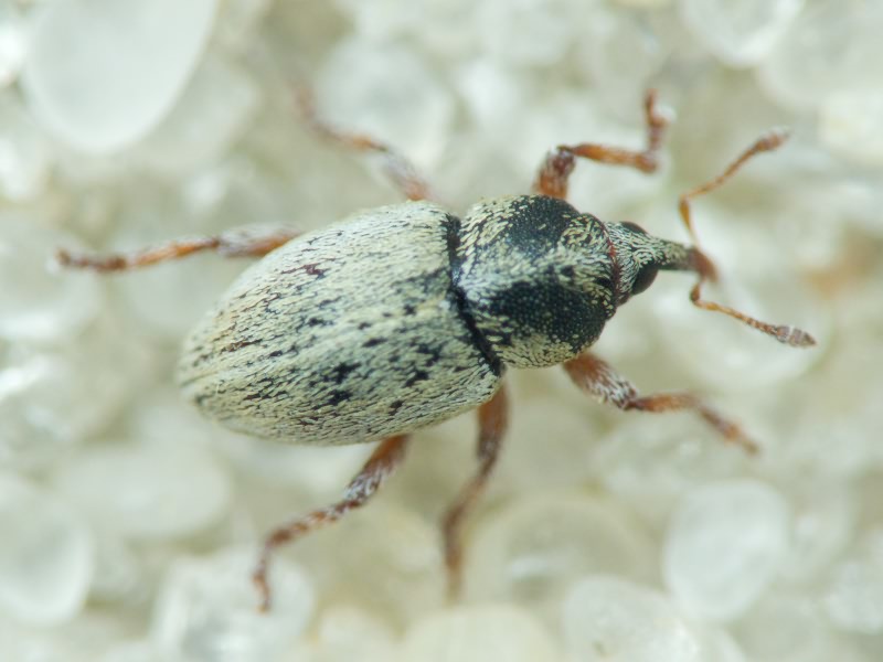 Tychius Germar, 1817